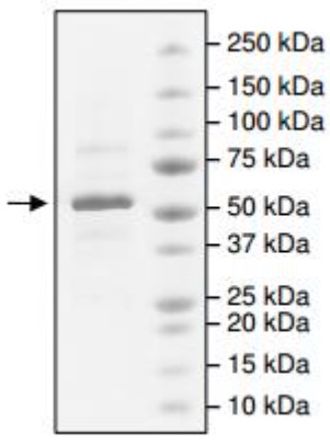 SDS-PAGE (SRC-533H).jpg